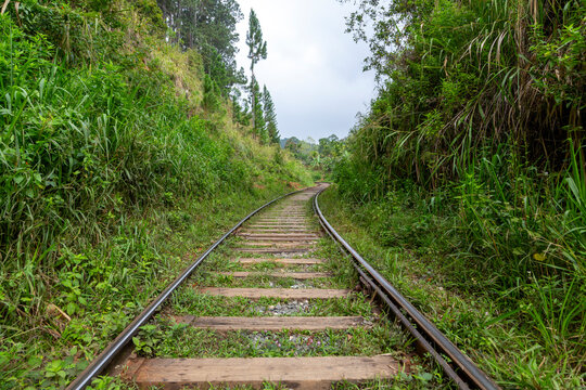 Empty railway track running through green vegetation, Uva Province, Ella, Sri Lanka