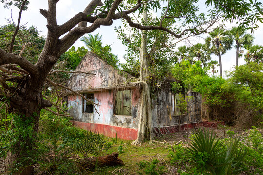 Ruined colonial house invaded by tree roots and vegetation, Northern Province, Jaffna, Sri Lanka