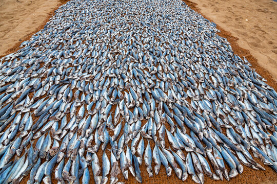 Fish laid out in rows to dry on a mat on a sandy beach, Western Province, Negombo, Sri Lanka