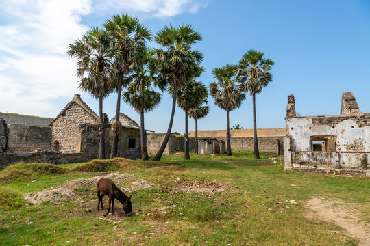Donkey grazing inside the walls of the old fort built by the Portuguese, Northern Province, Mannar, Sri Lanka
