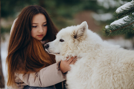 A girl walks with her beloved pet Samoyed in winter on the shore of a lake in the park.