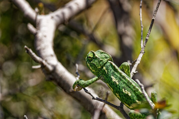 A Mediterranean Chameleon In Spain  © Thomas