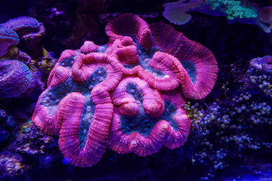Pink and turquoise trachyphyllia open brain coral glowing in reef aquarium