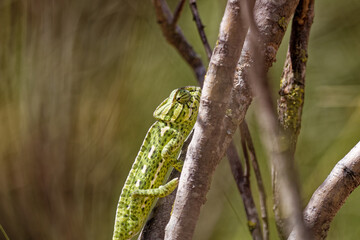 A Mediterranean Chameleon In Spain © Thomas