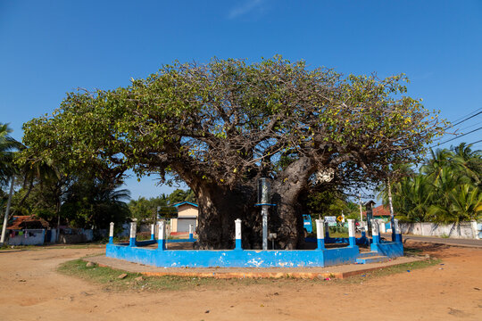 Giant baobab tree inside a blue and white low wall at a crossroads, Northern Province, Mannar, Sri Lanka
