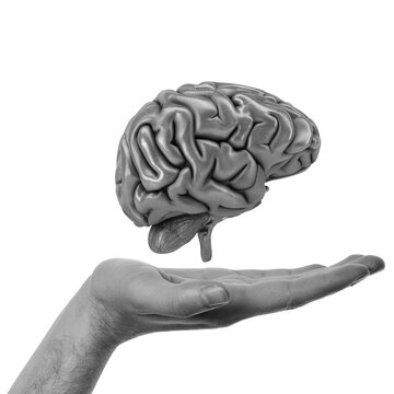 A hand holds an anatomical brain model above the palm in a studio setting, isolated on a transparent background.