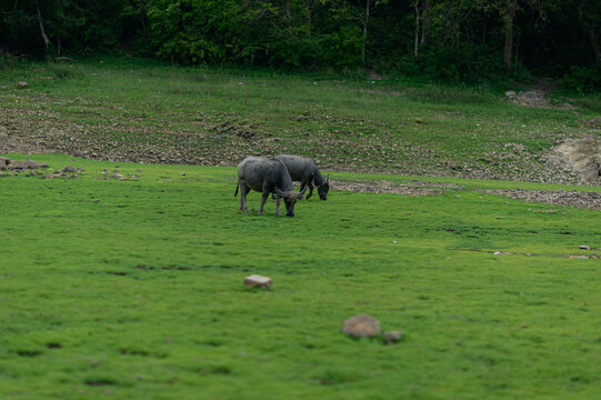 Two Water Buffalos Grazing in a Lush Green Field Near Water
