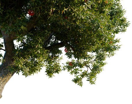 Detailed foliage and branch pattern of Corymbia ficifolia isolated on dark background premium 3D render asset for landscape architects and outdoor environment CGI integration