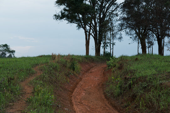 Scenic Pathway through Green Fields in Yai Rural Landscape
