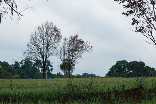 Scenic Landscape with Leafless Trees and Lush Green Rice Field