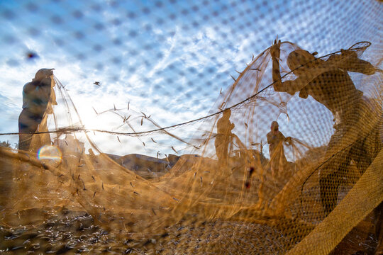 Fishermen shaking small fish out of a net seen through the mesh, Western Province, Negombo, Sri Lanka