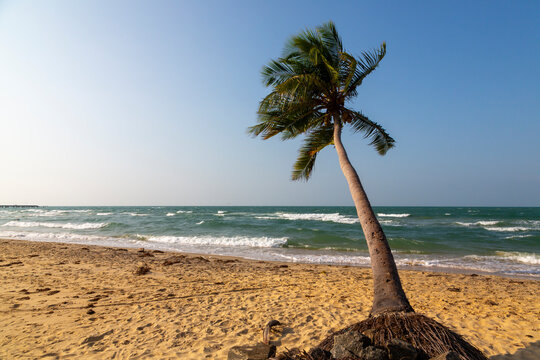 Leaning coconut palm tree on a sandy beach facing the sea, Northern Province, Mannar, Sri Lanka