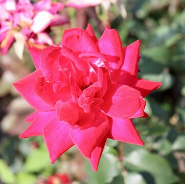A close view of the bright red flower in the garden.