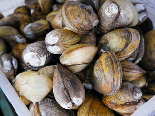  Freshwater clams pile background, raw edible bivalves seafood for culinary and market concepts © Muhammad