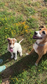 A puppy and a larger dog sit and shift position on sunny grass, looking up and following a person's hand during a shared outdoor interaction.