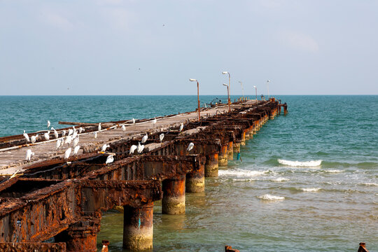 Egrets resting on a long rusty pier above the sea, Northern Province, Mannar, Sri Lanka