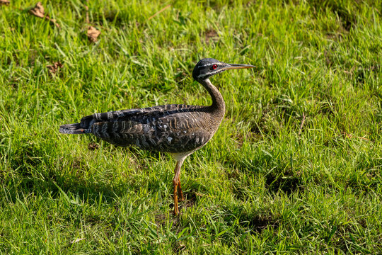Sunbittern - Eurypyga helias, special tropical bird from Central and South American forests, Pantanal, Brazil.