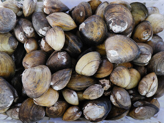  Freshwater clams pile background, raw edible bivalves seafood for culinary and market concepts © Muhammad