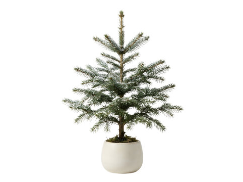 Small christmas tree in white pot isolated on transparent background