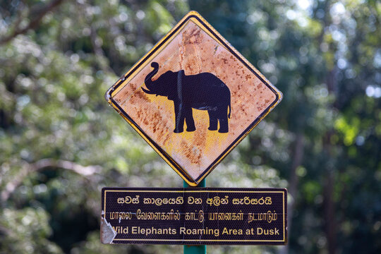 Elephant warning road sign about wild elephants roaming at dusk, Central Province, Sigiriya, Sri Lanka
