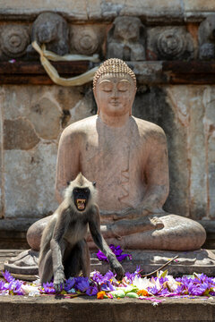 Grey langur monkey sitting in front of a stone Buddha statue, North Central Province, Anuradhapura, Sri Lanka