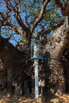 Virgin Mary statue in a glass case on a pole beside a huge baobab tree, Northern Province, Mannar, Sri Lanka