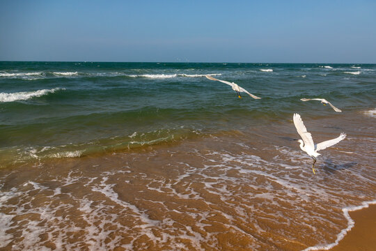 White egrets flying over waves breaking on a sandy beach, Northern Province, Mannar, Sri Lanka