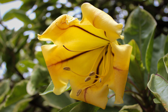 Cup of gold vine (Solandra maxima) flower, golden chalice bloom &mdash; large yellow tropical flower with purple-striped throat and curved stamens against glossy green foliage