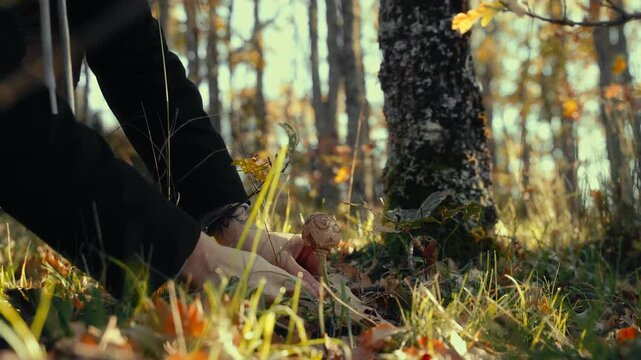 Person foraging beside a tree in a sunlit autumn forest