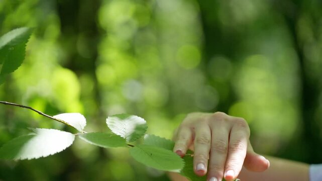 Gentle hand touches soft green leaves. Sunlight filters through dense forest canopy. Natural world feels peaceful and alive. Emotionless movement suggests calm exploration. Ideal for nature, wellness