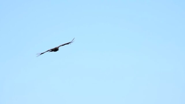 California Condor Soaring and Banking Over Forested Ridge Under Blue Sky