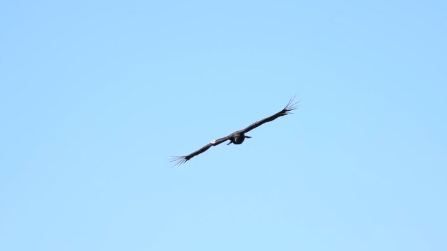 California Condor in Close Banking Glide Against Clear Blue Sky