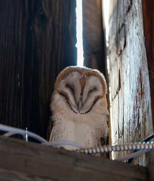 Close-up photograph of a Screech Owl sleeping on a ledge in a barn