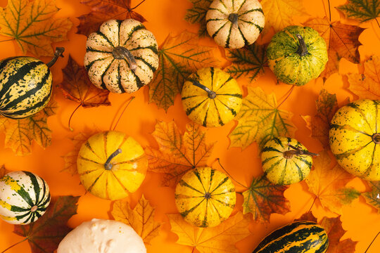 Autumn Thanksgiving pattern background with assorted mini decorative pumpkins and colorful maple leaves on orange surface. Flat lay harvest fall background or Halloween festive background texture.