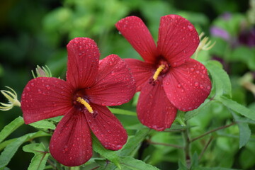 Red Hibiscus Flowers with Raindrops in Lush Green Garden © MDAL
