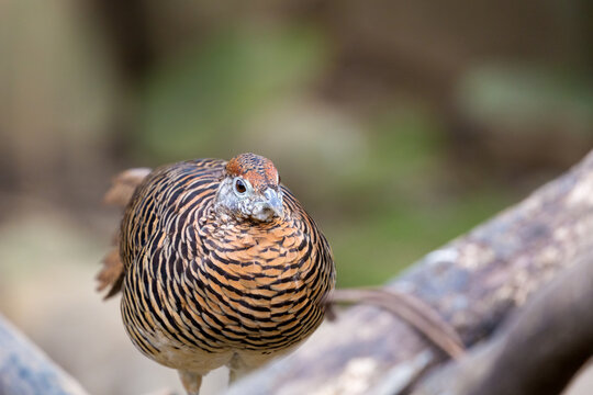 A front view of the female Lady Amherst's pheasant (Chrysolophus amherstiae) 