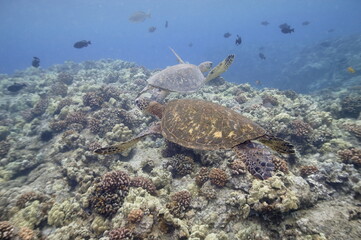 Two green sea turtles swimming above a reef near Hawaii © willtu