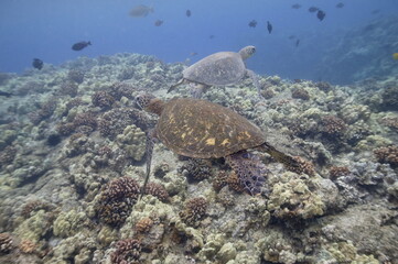 Two green sea turtles swimming above a reef near Hawaii © willtu