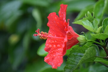 Red Hibiscus Flower with Raindrops Side View in Tropical Garden © MDAL