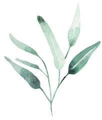 Hand drawn watercolor green eucalyptus leaves, botanical greenery isolated illustration element © katrinshine