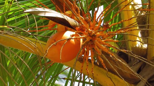 Orange king coconut growing on tree