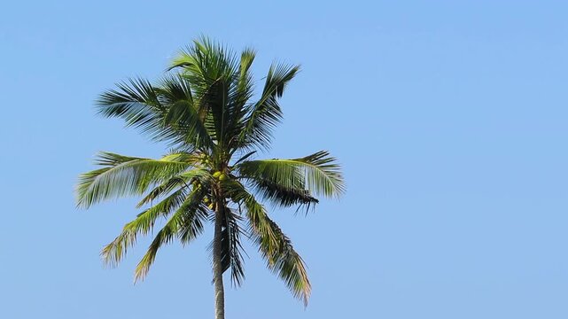 Single coconut palm tree waving