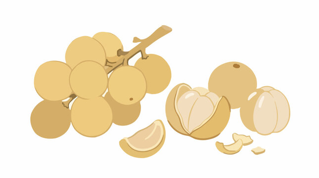 Fresh longkong fruit bunch and peeled segments vector