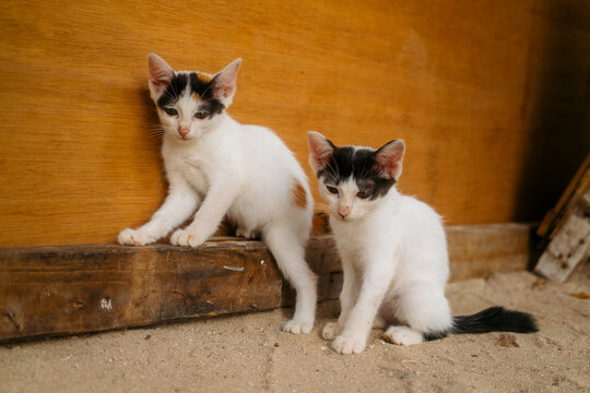 View of two small kittens sitting on sand near a wooden wall in Komodo, Nusa Tenggara Timur, Indonesia.