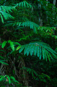 Deeply divided green leaves of a tropical ginger family plant creating an intricate natural foliage pattern in a shaded forest