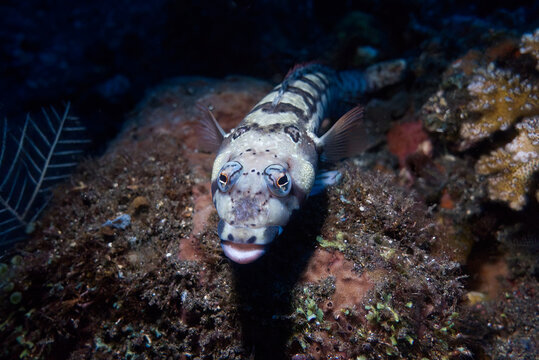 Reticulated sandperch (Parapercis tetracantha