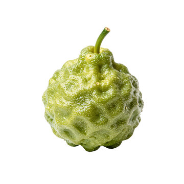 Green kaffir lime with bumpy skin and visible water droplets on white background