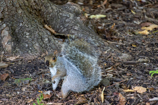 Eastern gray squirrel Sciurus carolinensis