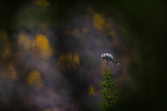 View of a northern hawk owl perched on the top of a small spruce tree in a dark forest, with soft bokeh background in Fjord, More og Romsdal, Norway.