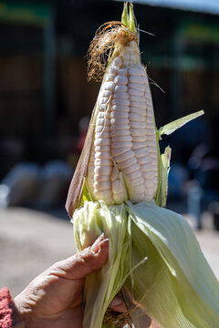 White Andean corn cob held by hand at Mercado Mayorista in Huancayo, Peru. A freshly husked ear of choclo with large pale kernels is shown in close-up against a softly blurred market background.